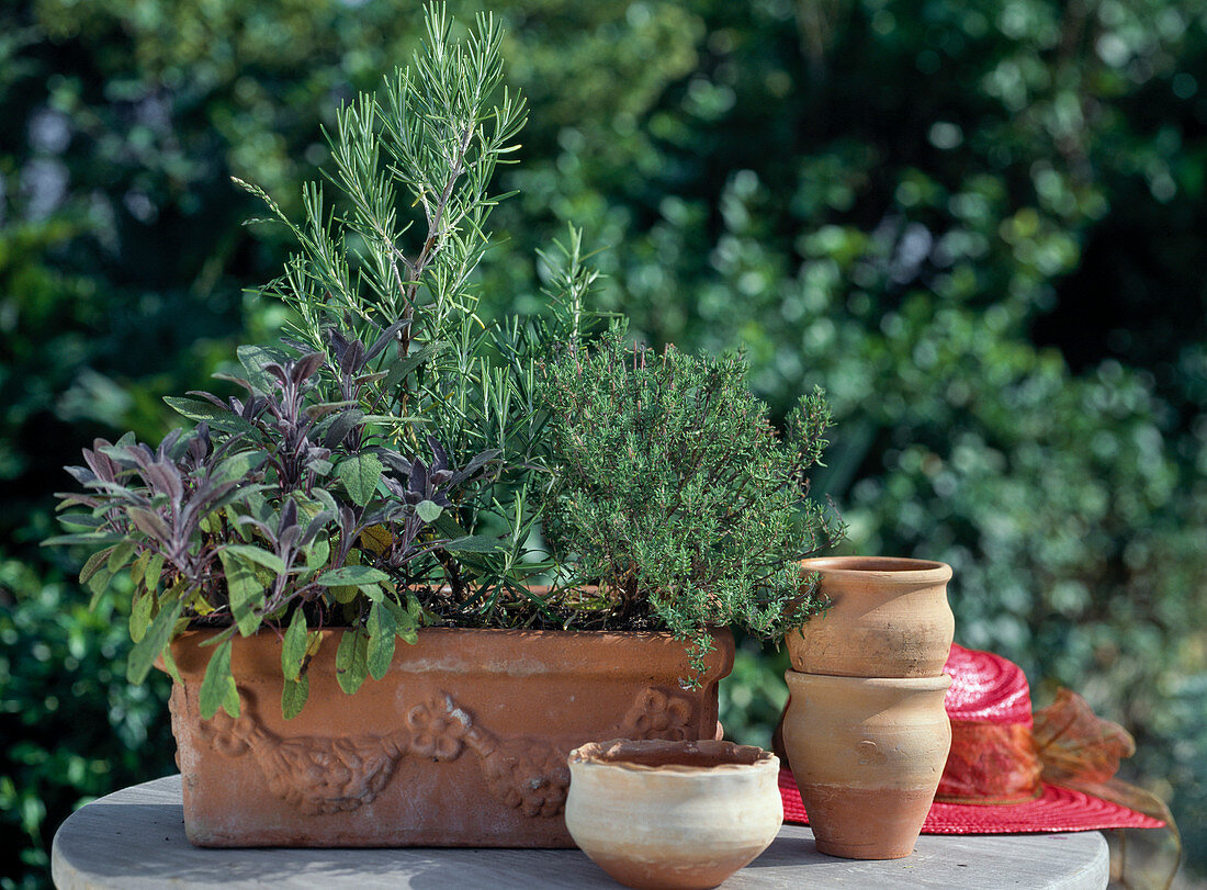 Herbs in a terracotta box