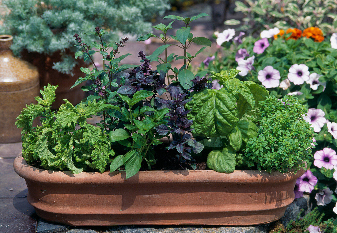 Various basil varieties in a terracotta box