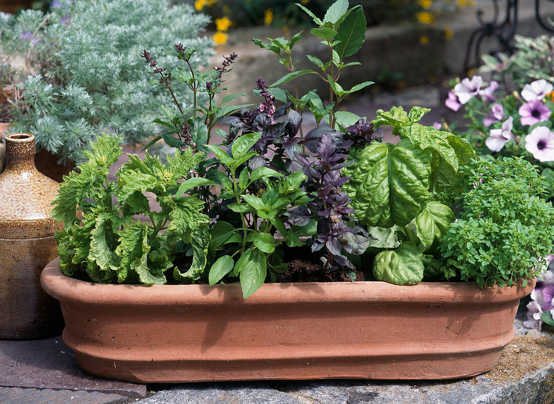 Various types of basil in terracotta box