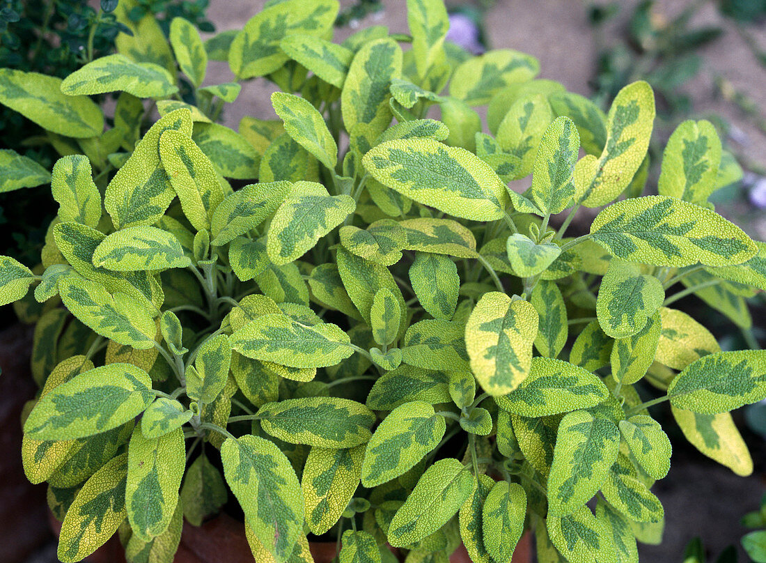 Salvia OFFICINALIS 'Icterina'