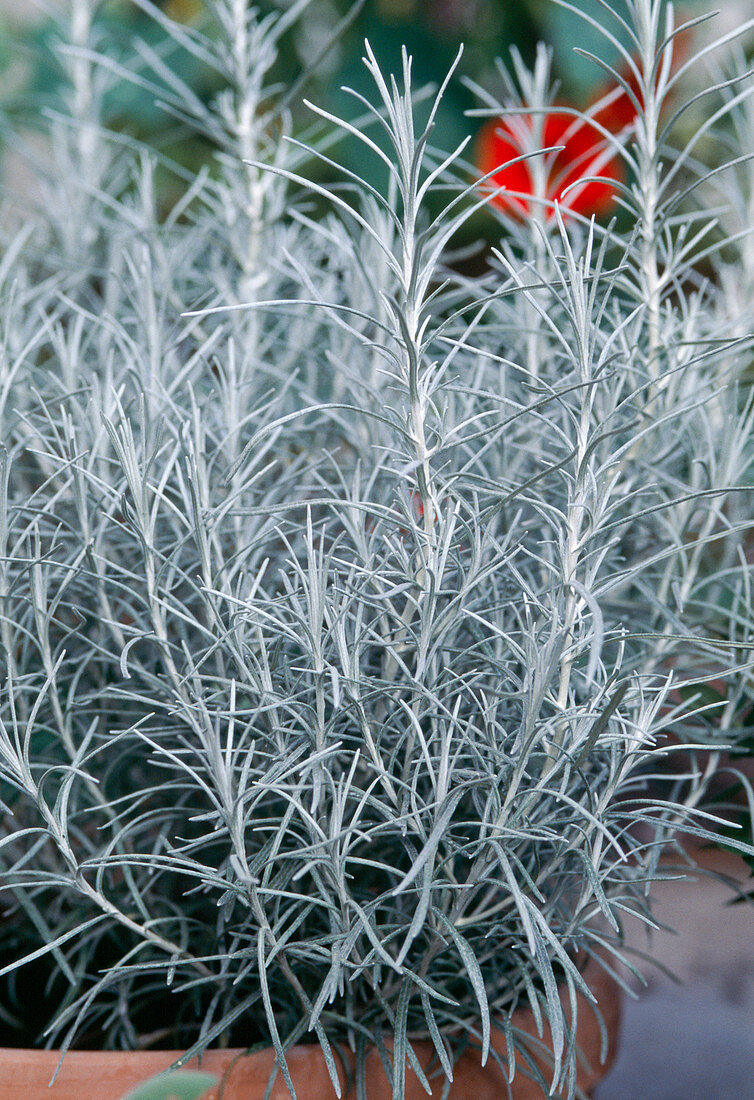 Currykraut (Helichrysum italicum)