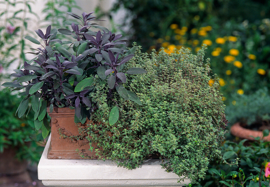 Sage 'Purpurascens' (Salvia officinalis)