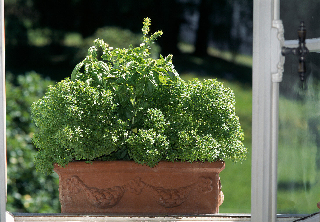 Mini Basil 'Picolino' and 'Big Green Genoveser'