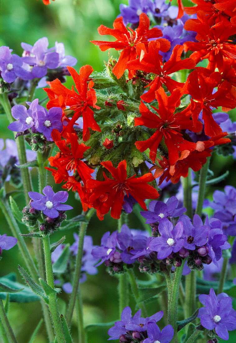 Anchusa italica, Lychnis calcedonica