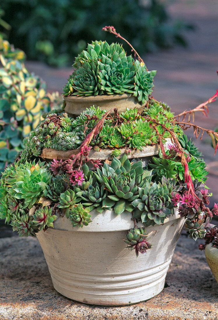 Sempervivum (houseleek) in pot tower