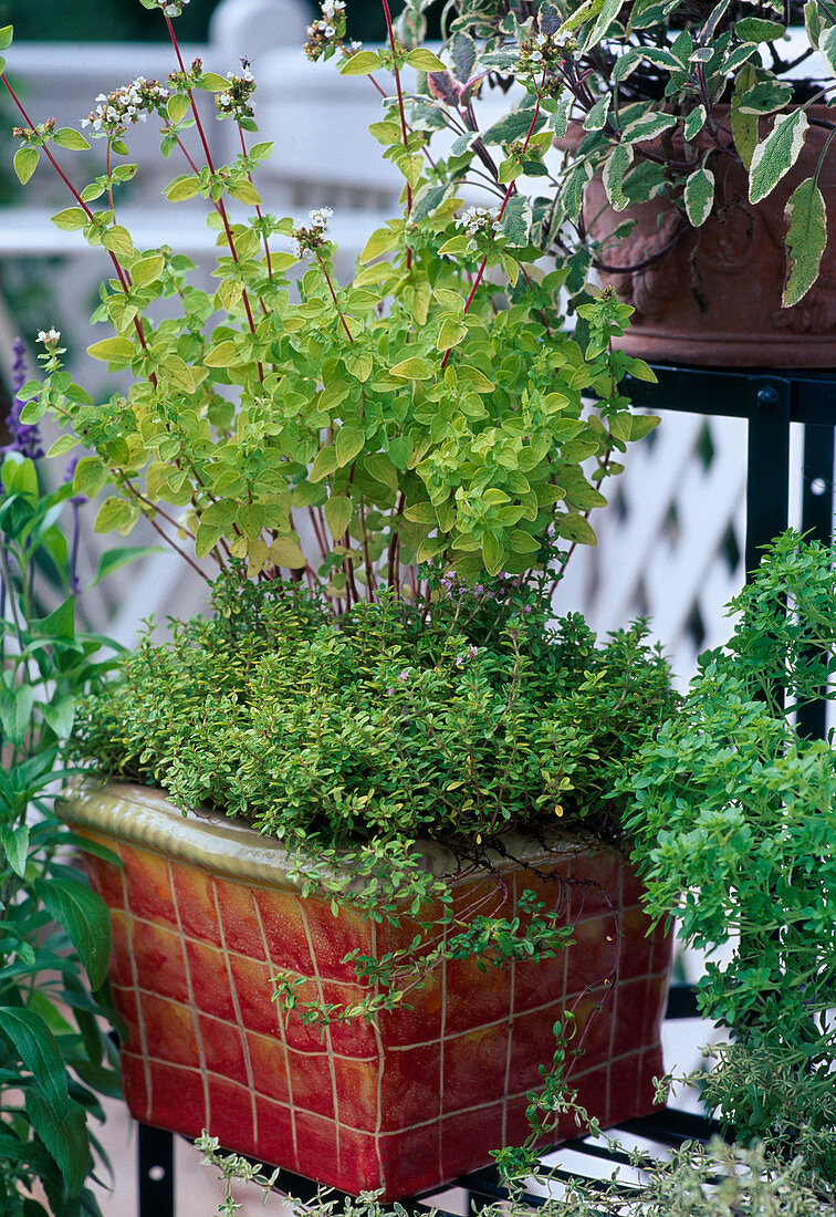 Origanum hybr. (yellow-leaved)