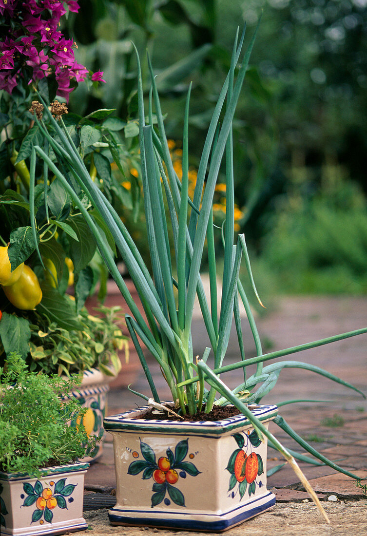 Winter onion, winter hedge onion (Allium fistulosum) in a ceramic pot