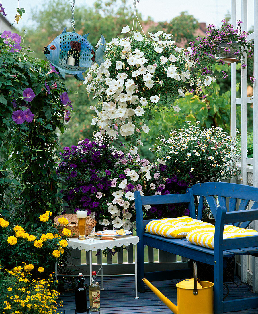 Swedish balcony, Bidens, Tagetes, Pharbitis