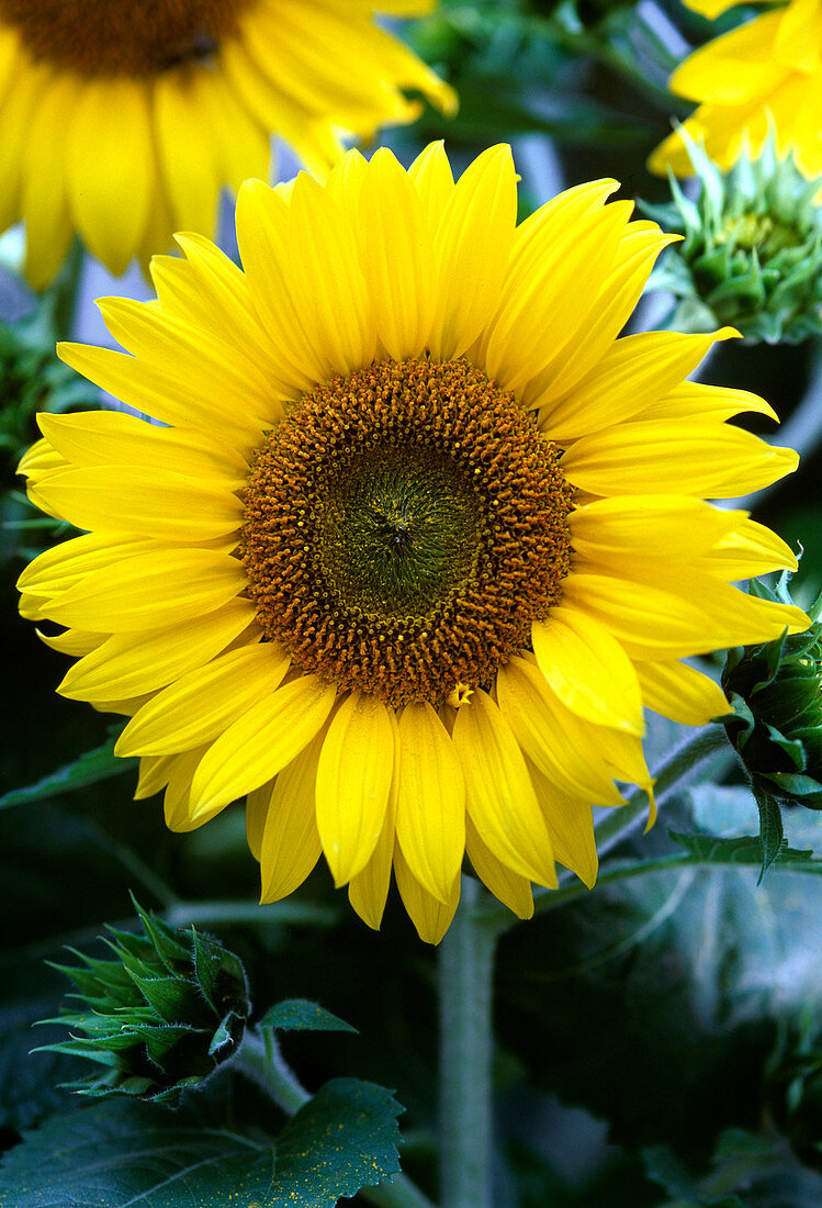 Helianthus annuus (Sonnenblume)