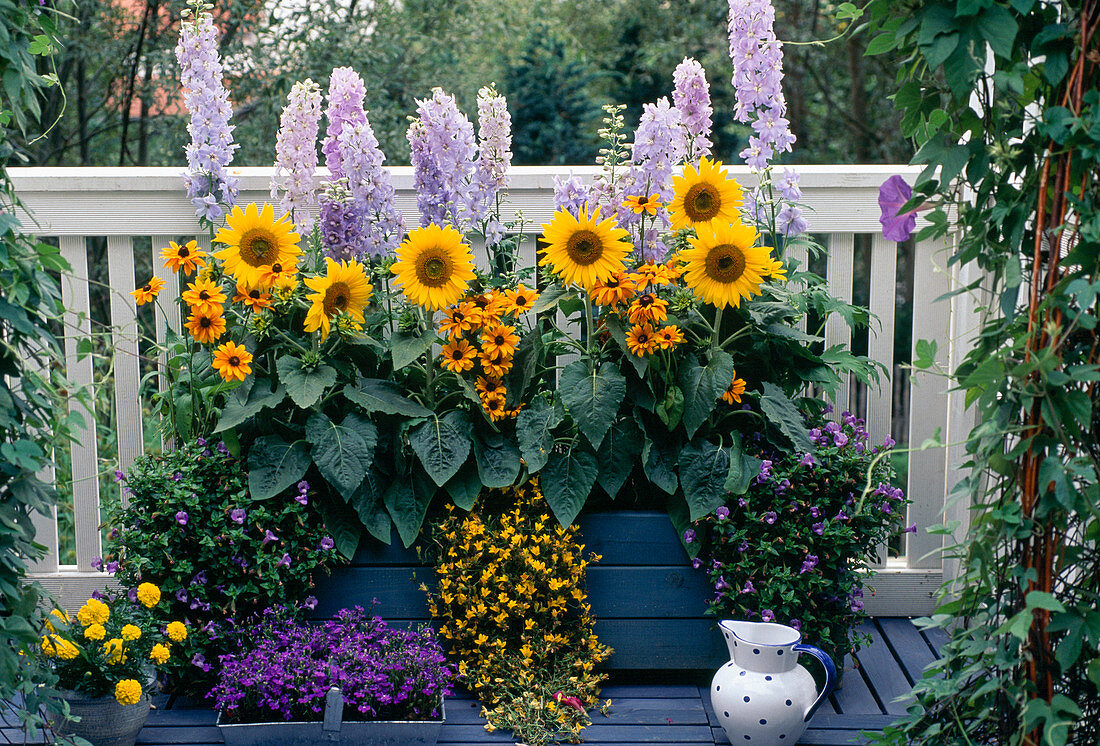 Helianthus annuus (Sonnenblumen) Delphinium 'Magic Fountains'