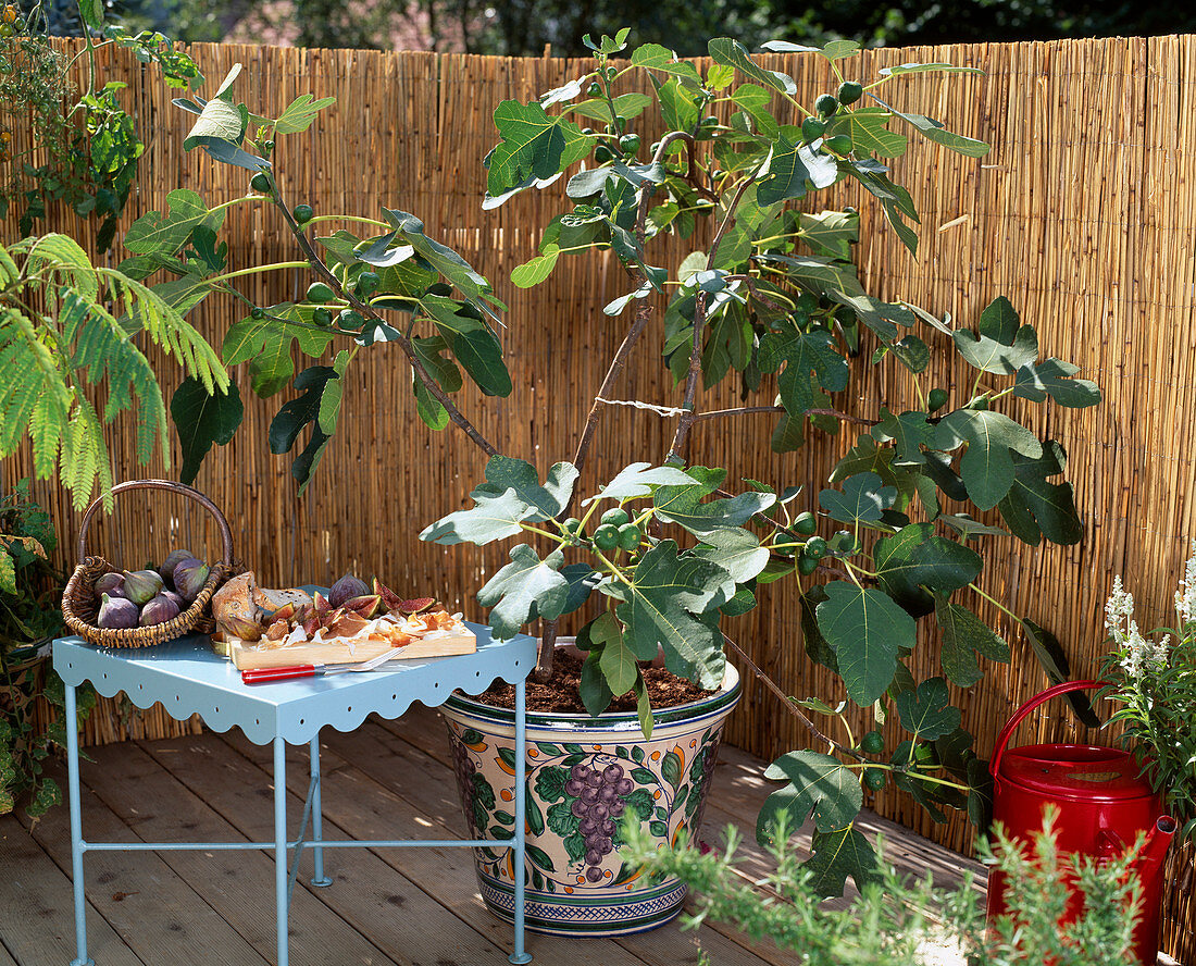 Toscana: FICUS carica 'Bayernfeige', FRÜCHTE