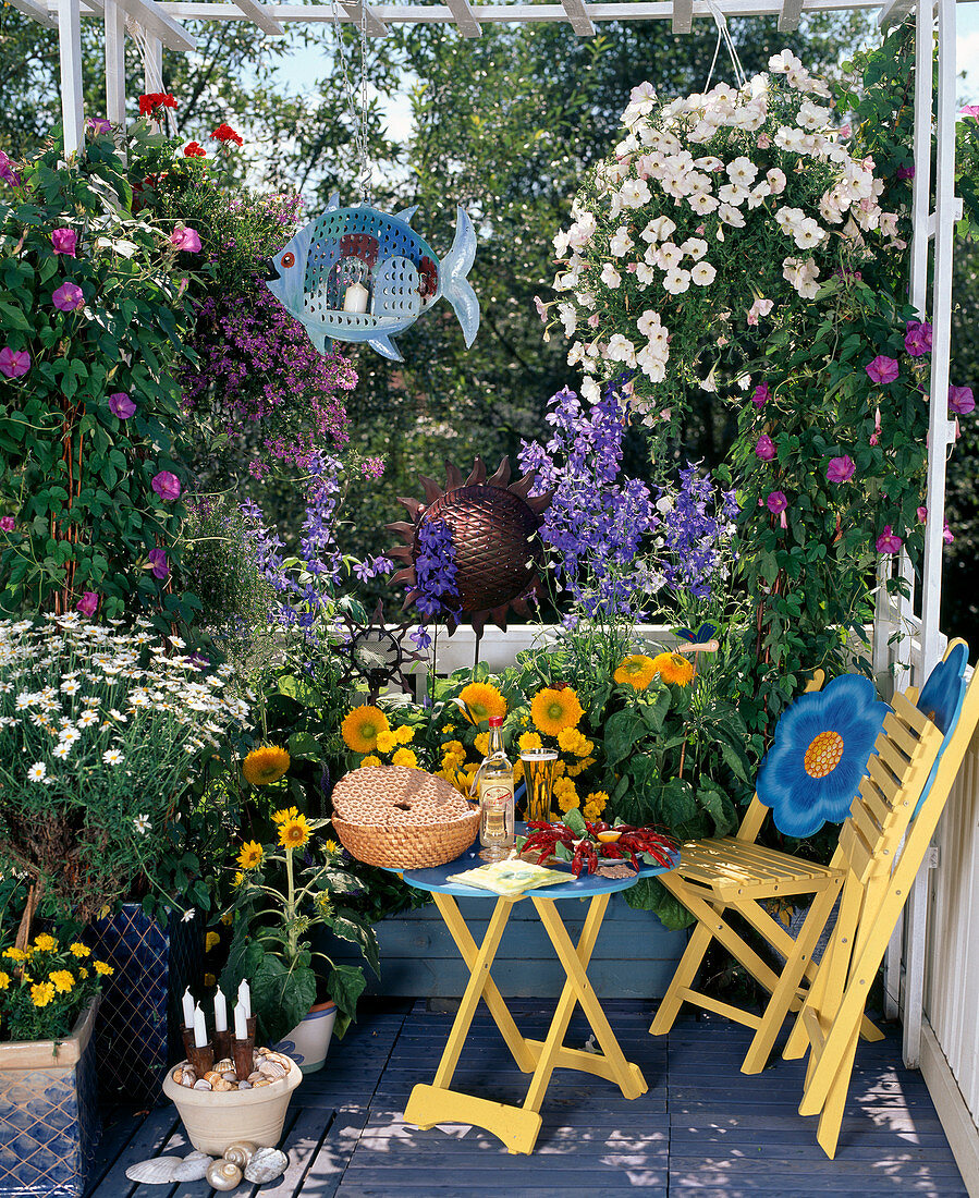 Swedish balcony: Argyranthemum, Pharbitis