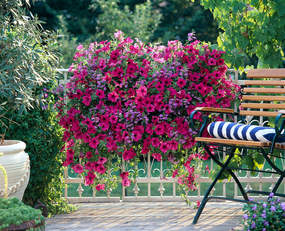 Petunia Solana Royal 'Sarah'