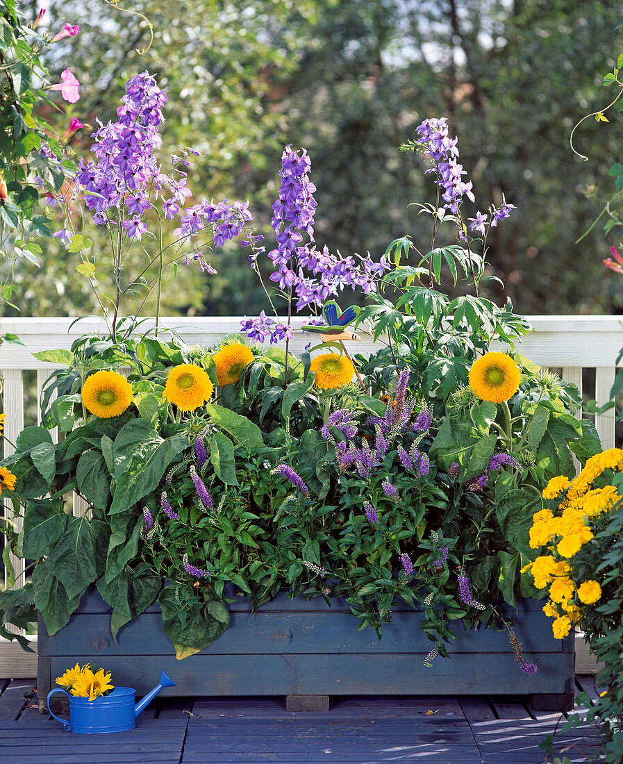 Helianthus (Sonnenblume 'Teddybär')