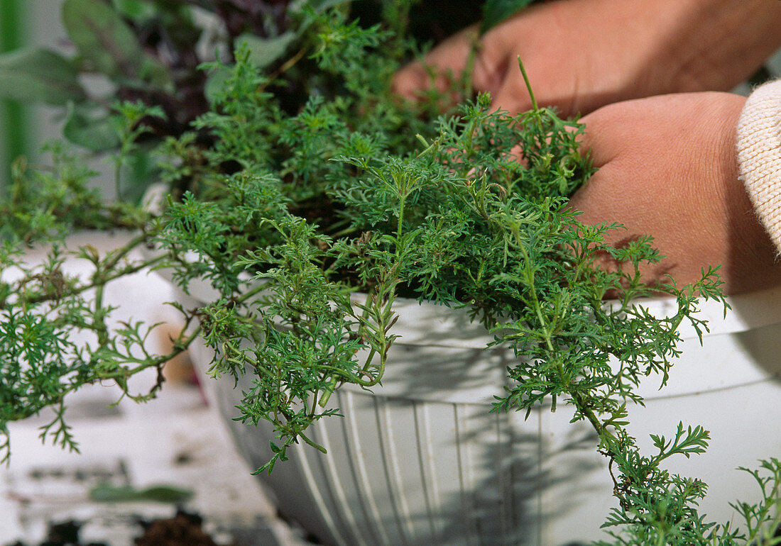 5.Step: Verbena 'Tapien'