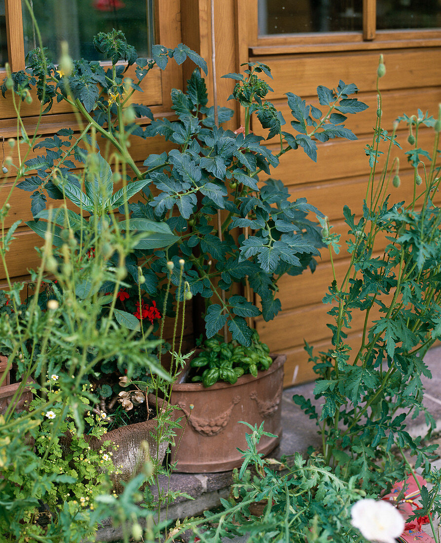 Tomaten (Lycopersicon) in Terrakotta geschützt an Hauswand