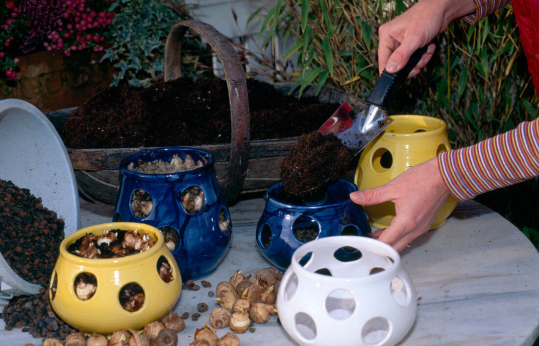 Crocus bulbs In October (November Insert into crocus pots). Filling in soil