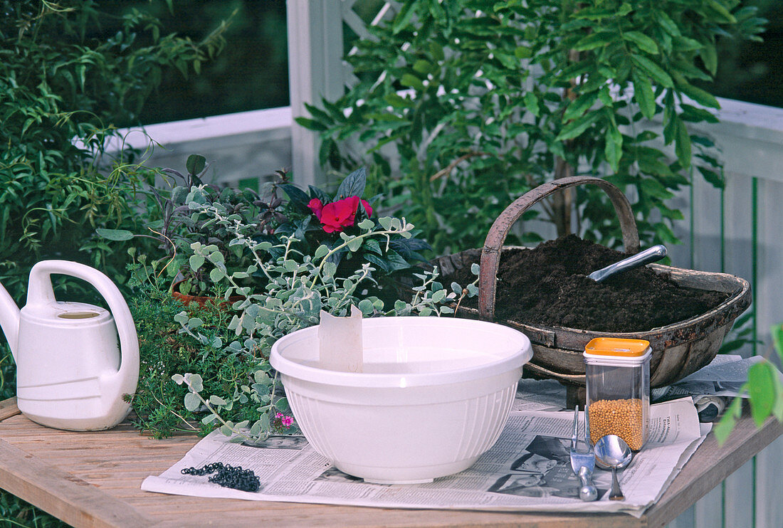 Hanging planter with Helichrysum petiolare 'Silver'