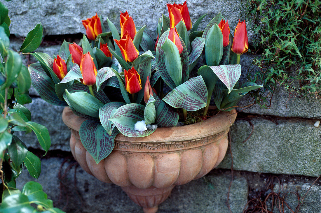 Tulipa 'Engadin' with wall container