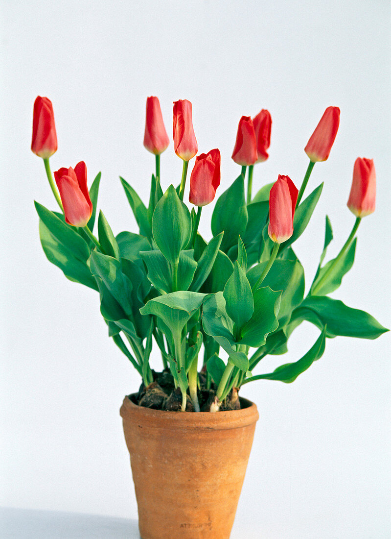 Tulip 'Rose Emperor' as a free-standing specimen