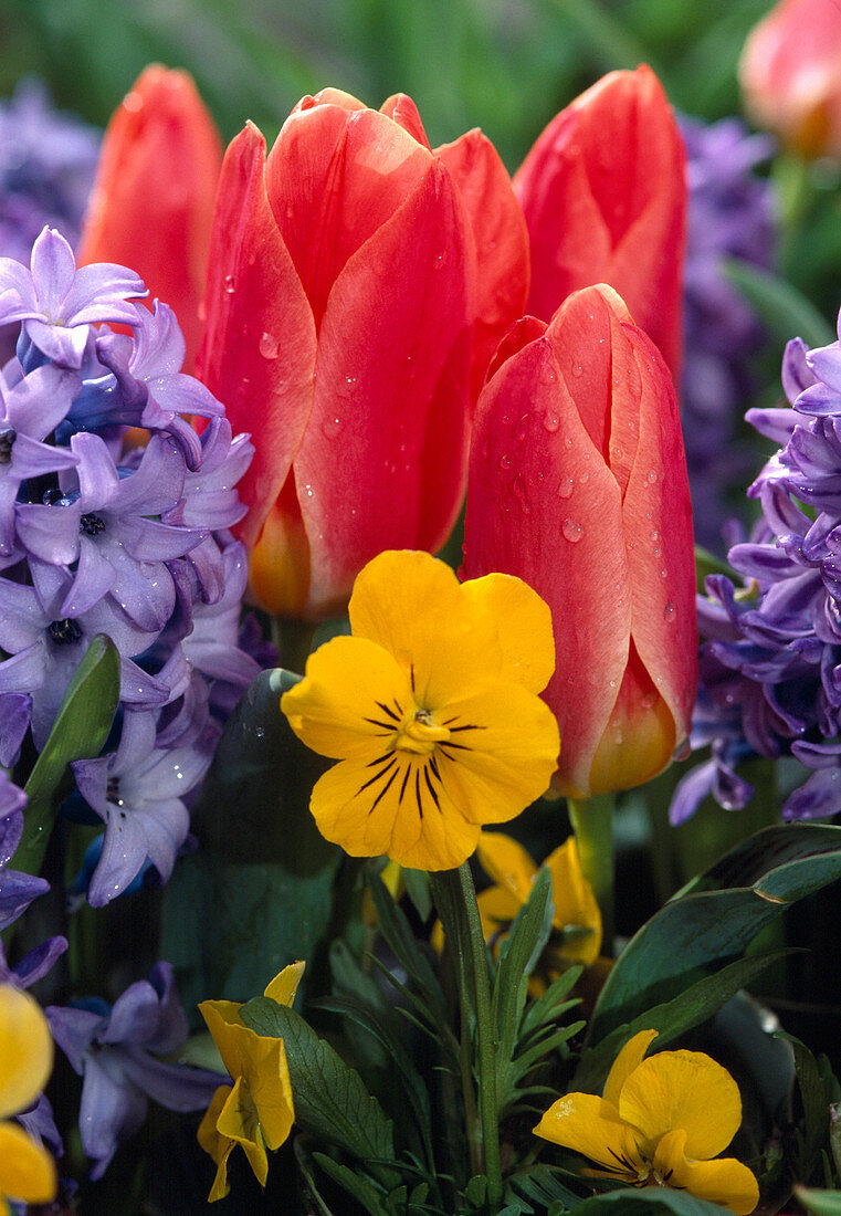 Tulip 'Dreamboat', Hyacinthus Orientalis