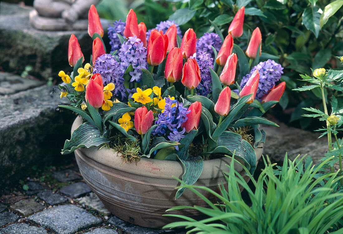 Bowl with tulip 'Dreamboat'