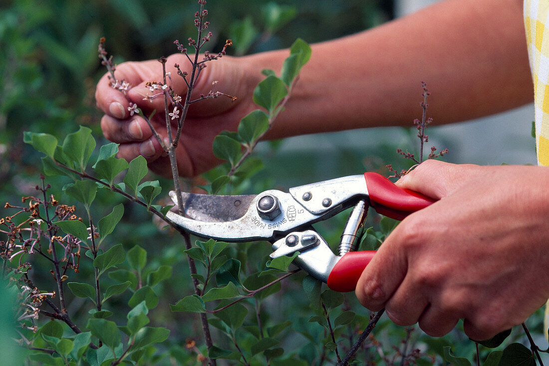 Cut back the dwarf lilac after flowering