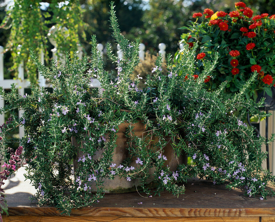 Rosmarinus officinalis 'Corsican Blue'