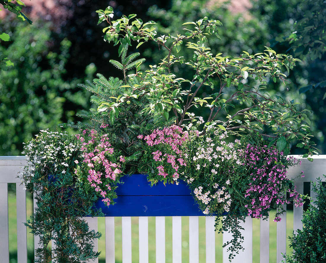 Seasonal box summer