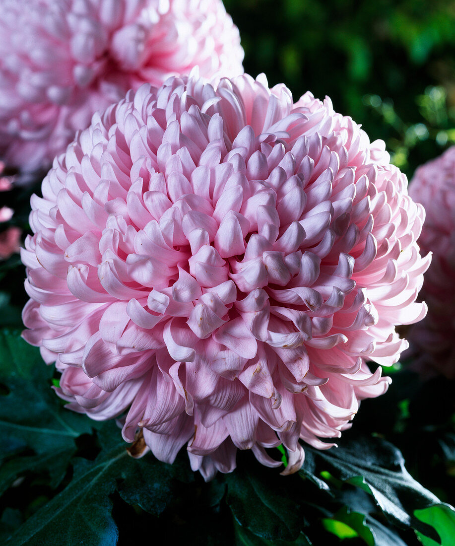 Dendranthema Grandiflorum, Grossblumige Herbstchrysantheme