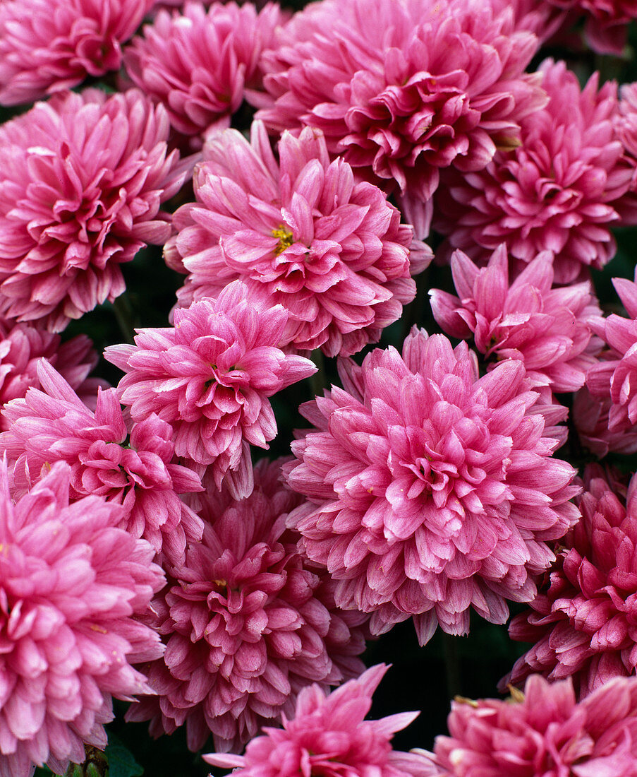 Dendranthema indicum 'Garden Mums', autumn chrysanthemum