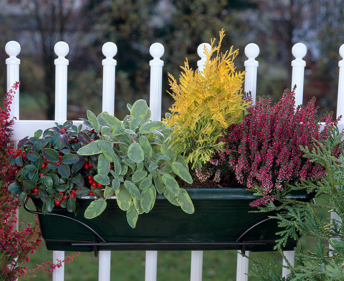 Box with Gaultheria, Salvia, Chamaecyparis, Calluna