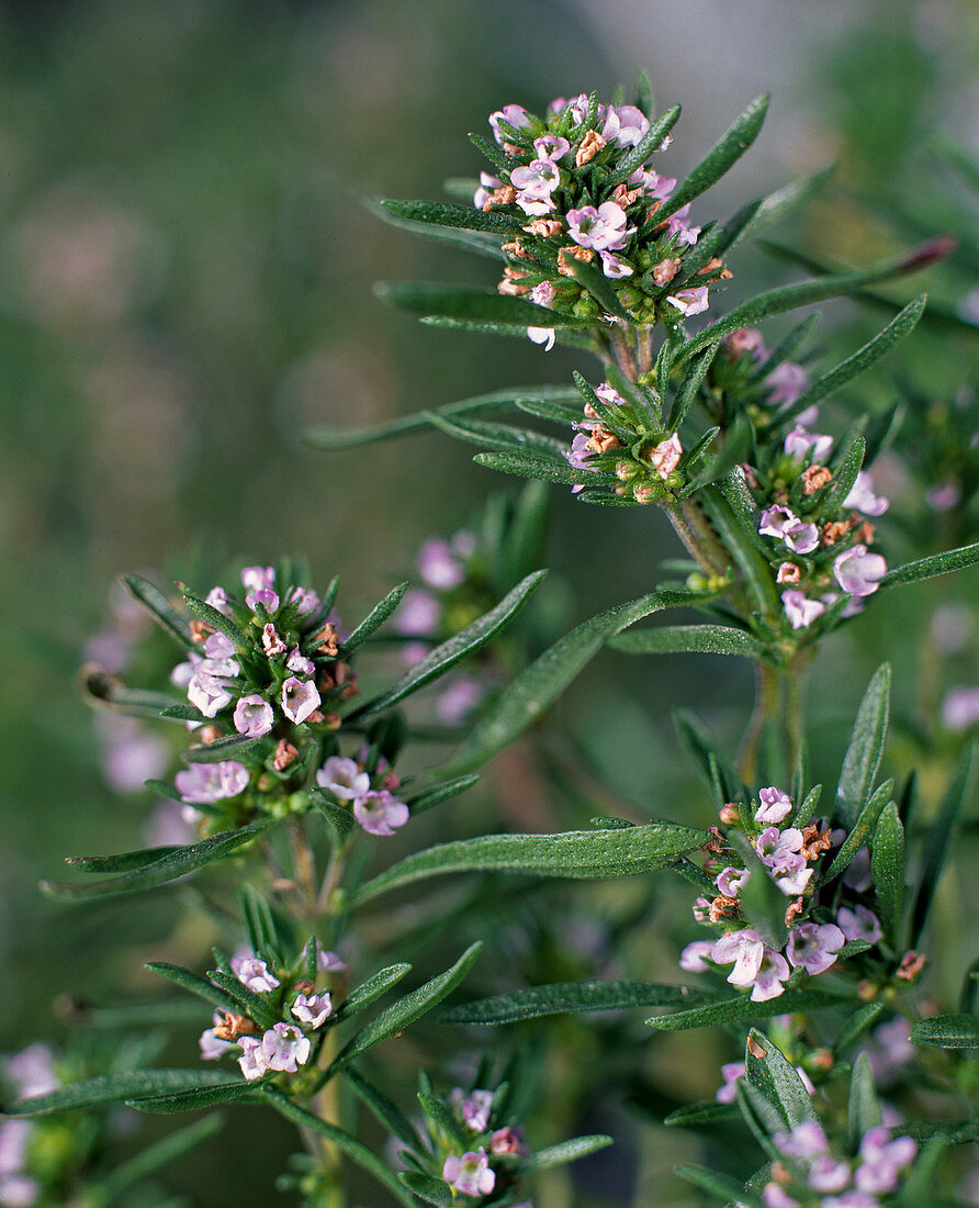 Satureja Hortensis