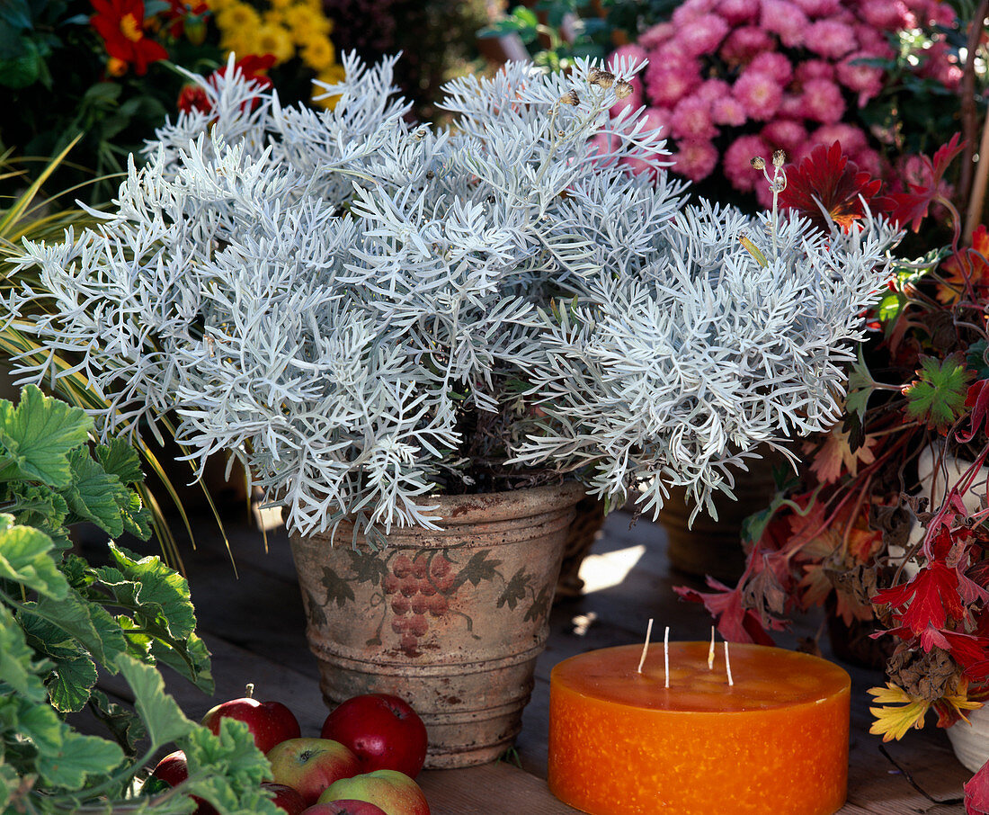 Helichrysum angustifolium (Currykraut)