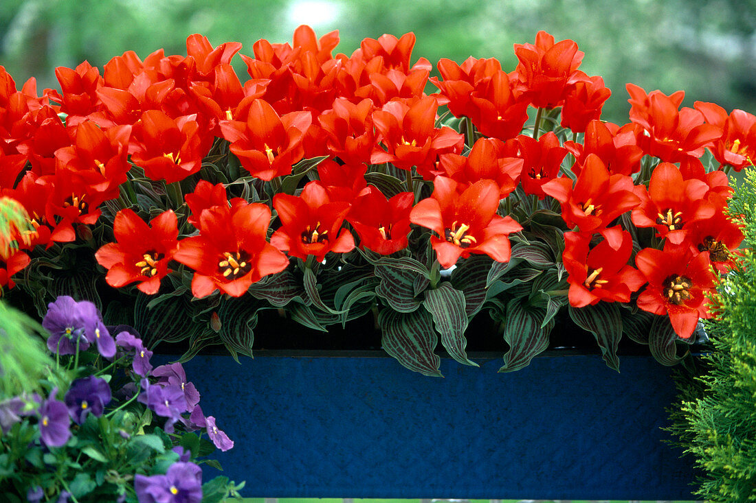 Tulipa 'Little Red Riding Hood'