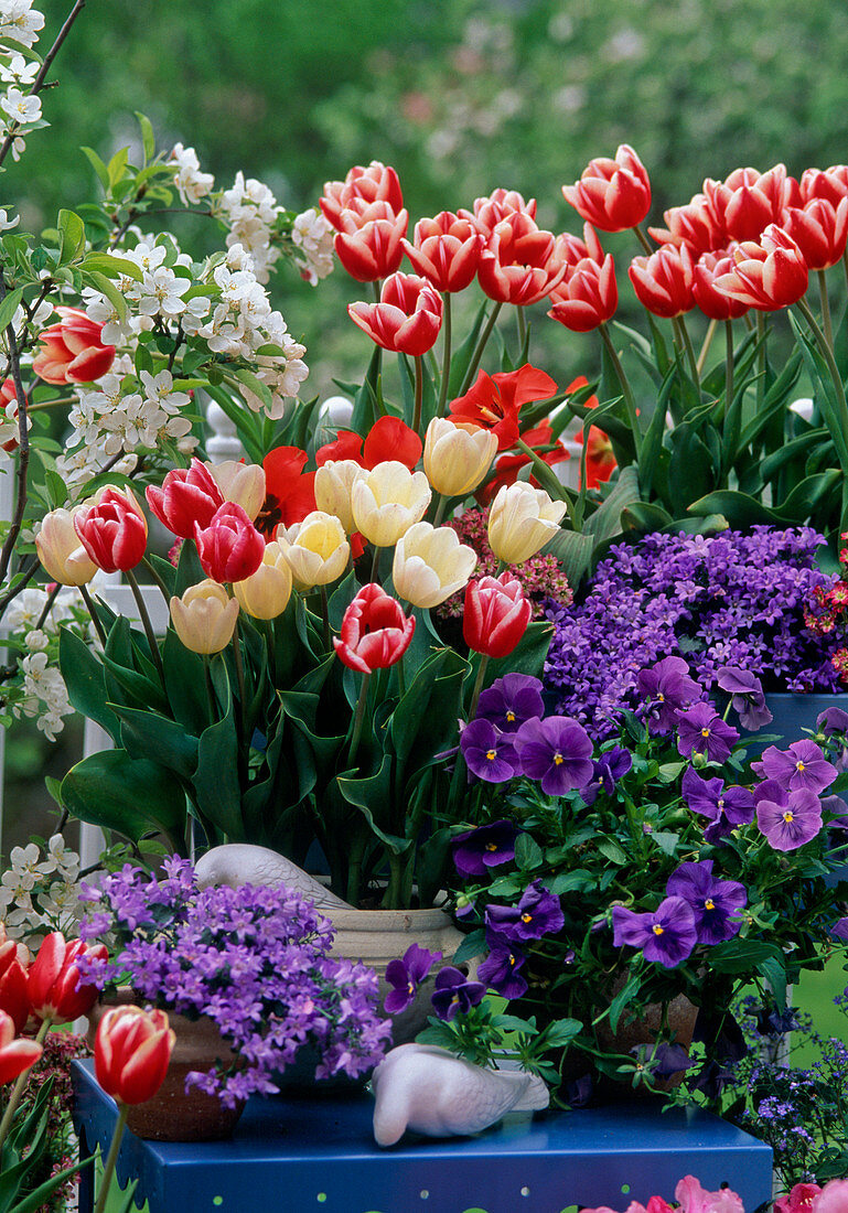 Tulip 'Funny Widow', red, white