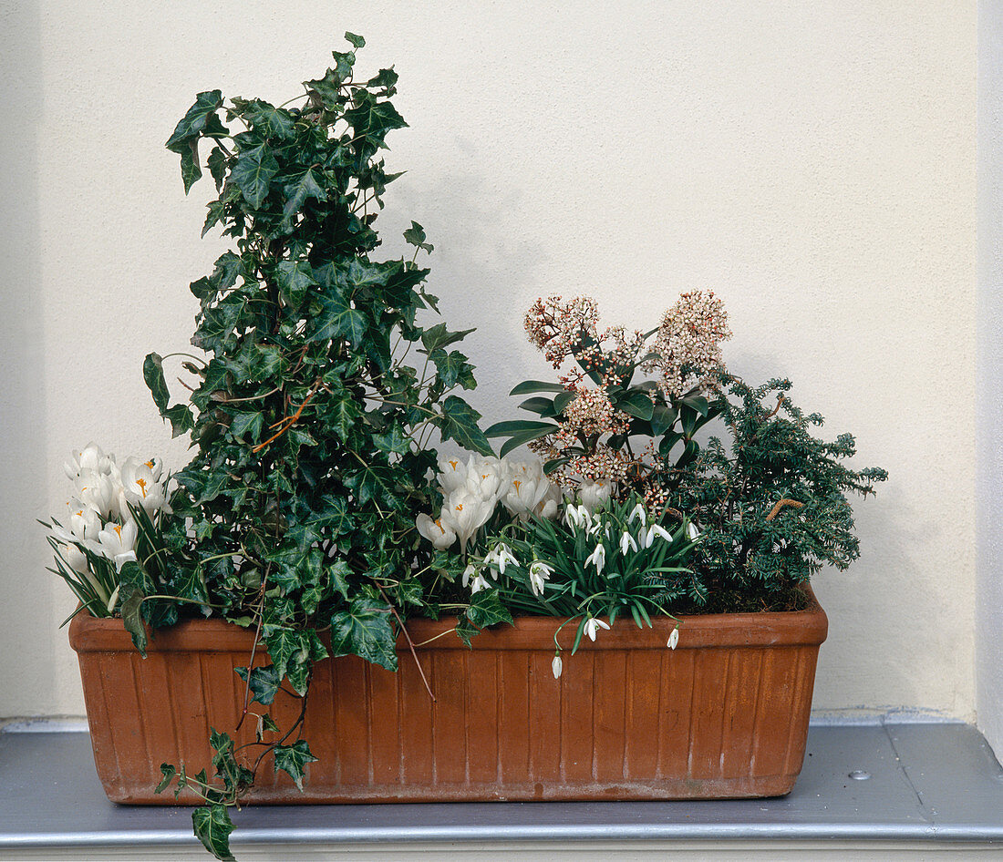 Hedera helix (ivy), Skimmia 'Rubella' (flowering skimmia)