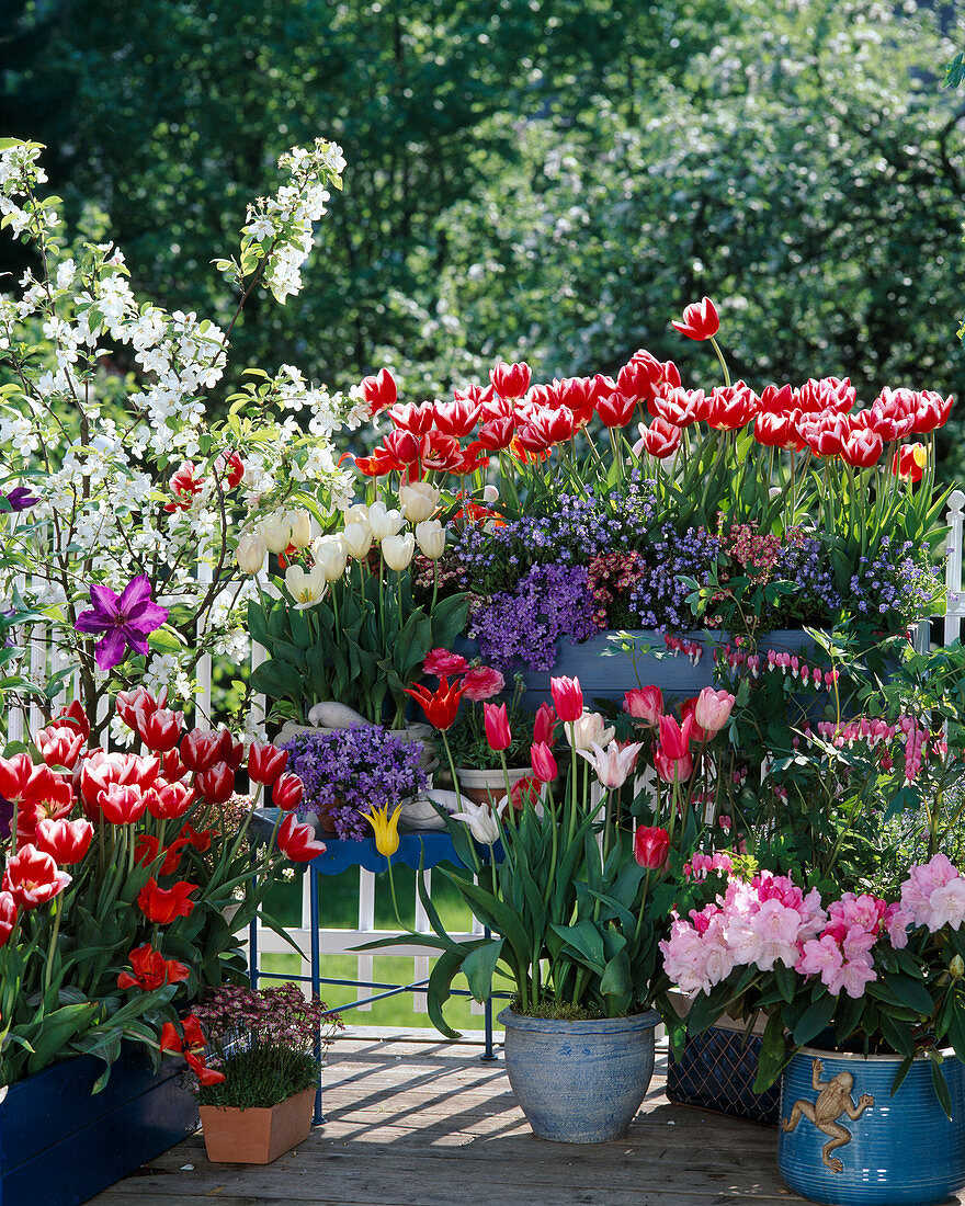 Malus, Clematis, Tulipa 'White Dream', 'Merry Widow'