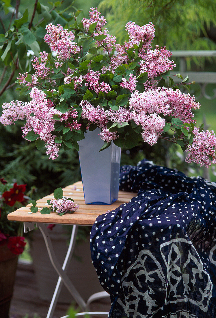 Syringa x Chinensis