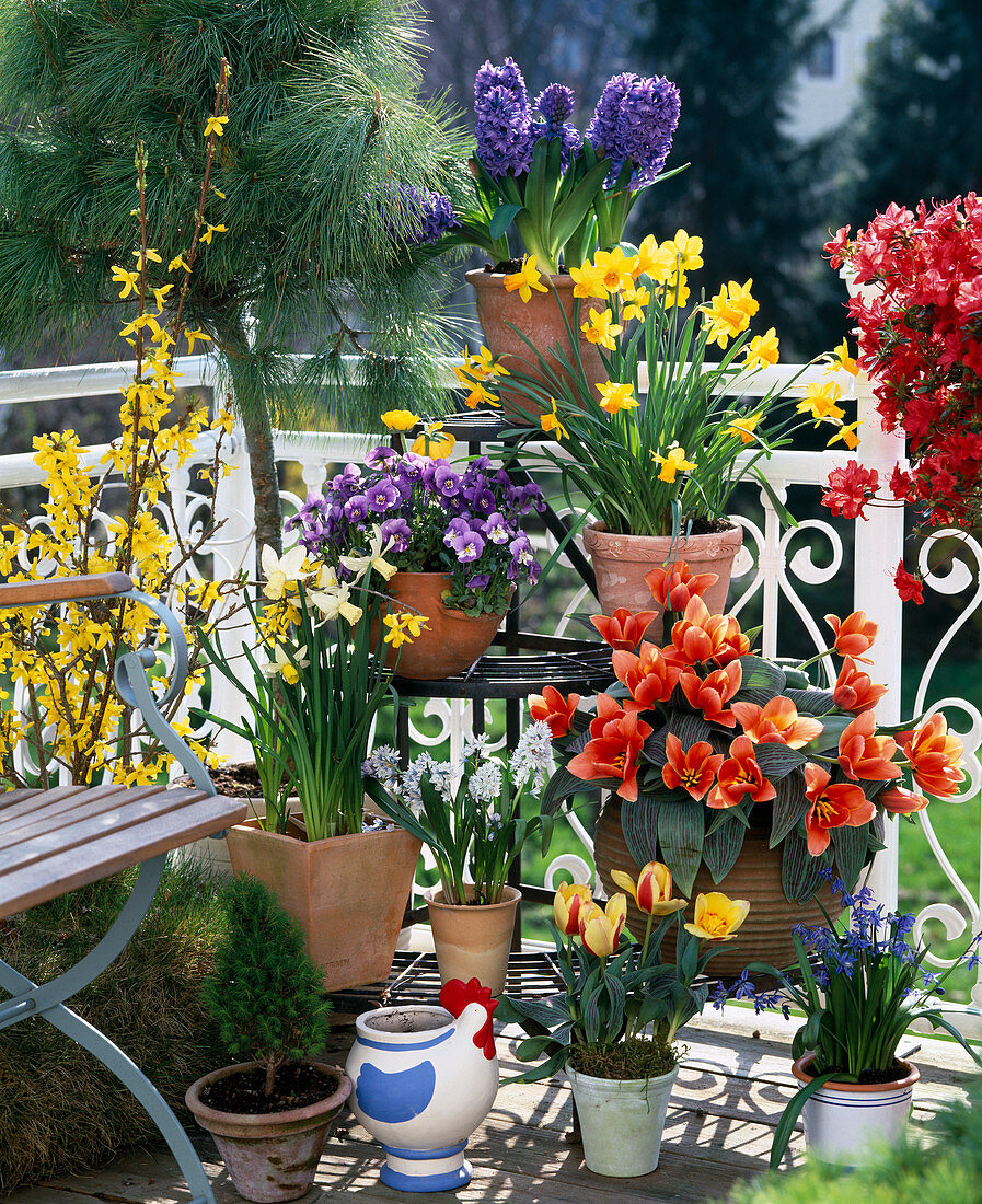 Tulipa 'Calypso', Hyacinthus ORIENTALIS,