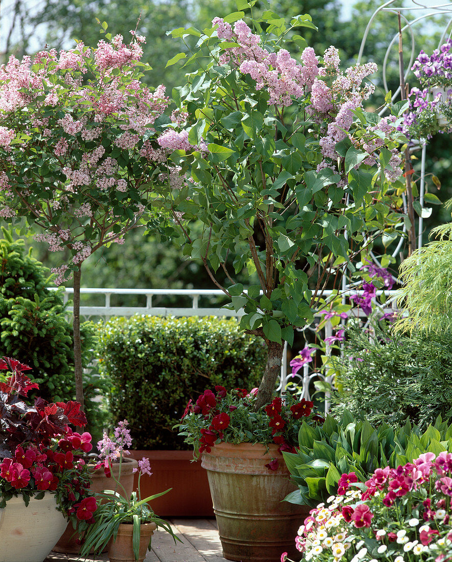 Syringa vulgaris (lilac)