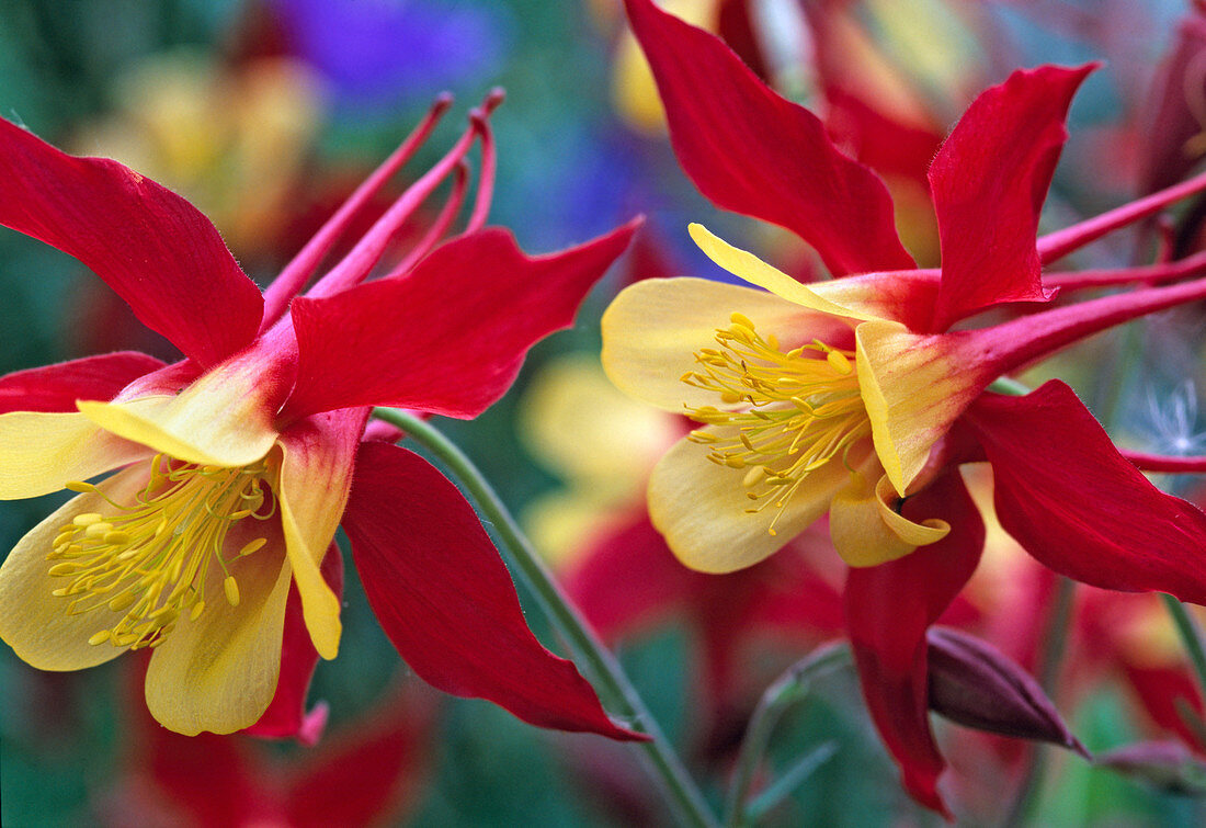 Aquilegia-Hybr. 'Olympia Rot-Gold'