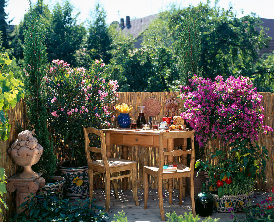 Tuscany balcony: Cupressus sempervirens