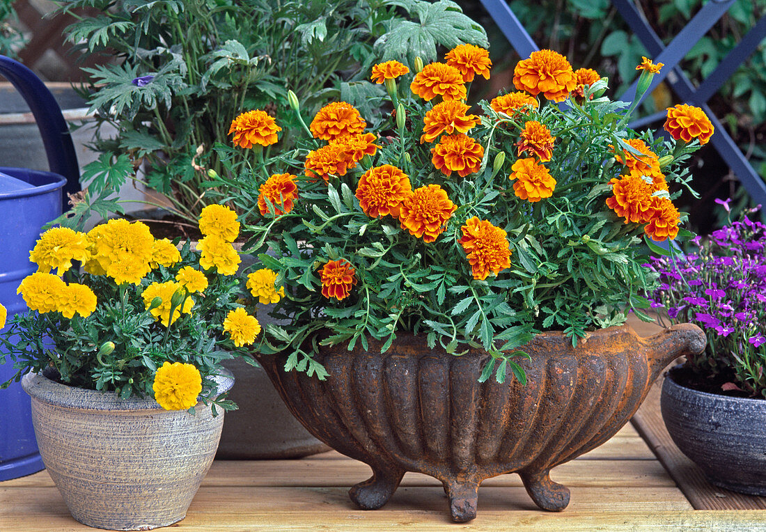 Tagetes patula (marigold) in iron bowl and pot