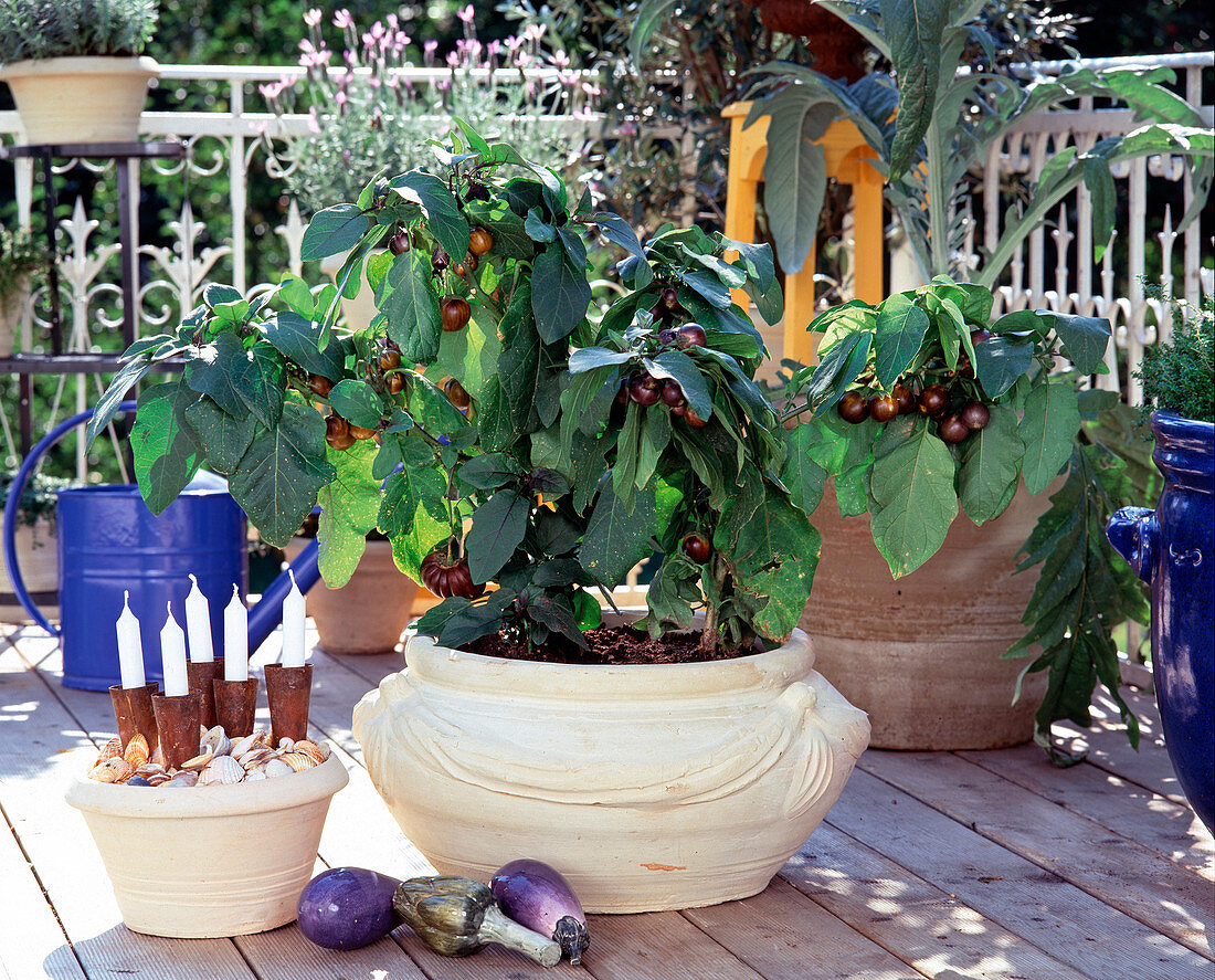 Provence, mini eggplant for the balcony