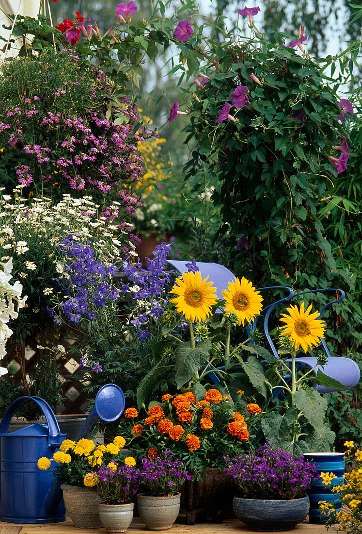 Scaevola (Fächerblume), Argyranthemum (Margerite), Delphinium (Rittersporn), Helianthus (Sonnenblume)