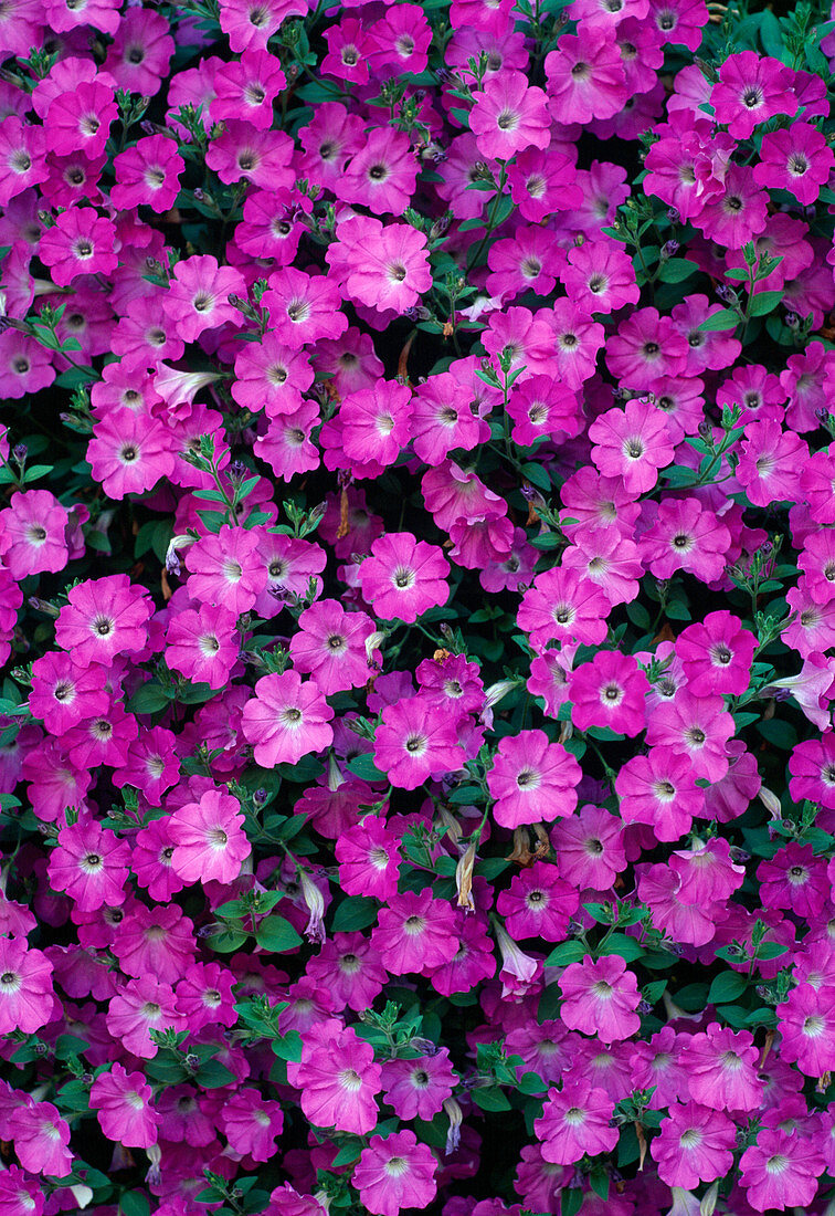 Petunia Surfinia 'Pink Mini'