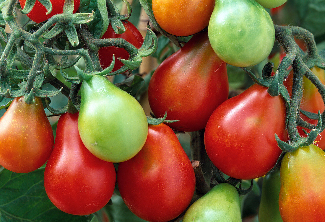 Tomato 'Red Pear', red pear