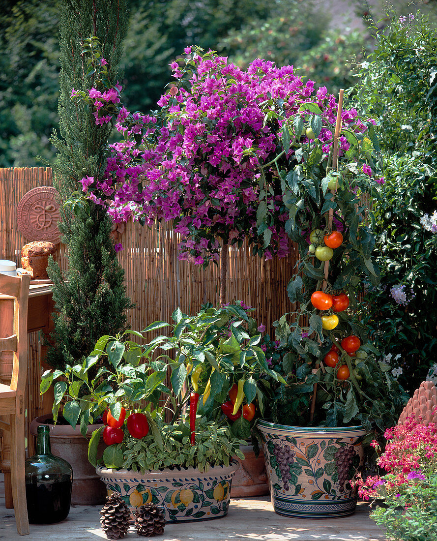 Toscana-Balkon: Cupressus sempervirens, Bougainvillea