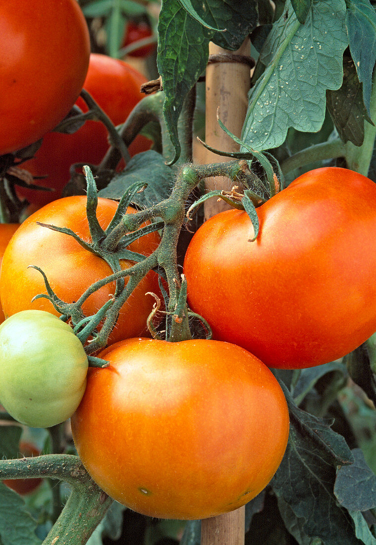 Tomato 'Carotina' (Lycopersicon)